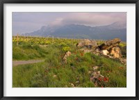 Framed Wildflowers surround the Sacred Burial Site, Elvillar Village, La Rioja, Spain