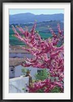 Framed Flowering Cherry Tree and Whitewashed Buildings, Ronda, Spain