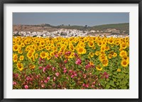 Framed Spain, Andalusia, Bornos Sunflower Fields