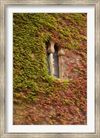 Framed Ivy-Covered Wall, Ciudad Monumental, Caceres, Spain