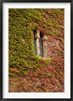 Framed Ivy-Covered Wall, Ciudad Monumental, Caceres, Spain