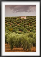 Framed Olive Groves, Jaen, Spain