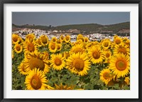 Framed Spain, Andalusia, Cadiz Province, Bornos Sunflower Fields