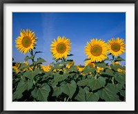 Framed Sunflowers, Spain
