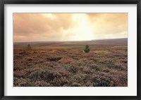 Framed Heather, near Danby, North York Moors, England