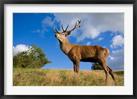 Framed UK Red Deer in countryside