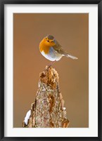 Framed UK, Robin bird on tree stump, Winter