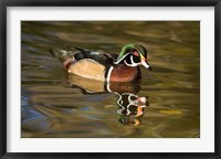 Framed USA Carolina or Wood Duck, reflected in a Pond