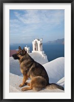 Framed Greece, Santorini, Oia, Dog, Blue Domed Churches