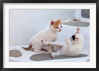 Framed Kittens Playing, Mykonos, Greece