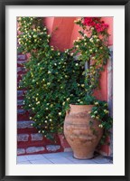 Framed Large Pot With Honeysuckle Vine, Santorini, Greece