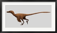 Framed Velociraptor Mongoliensis from the Cretaceous Period