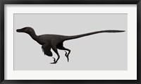 Framed Velociraptor Mongoliensis, Mid-sized Dinosaur