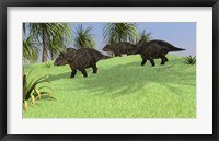 Framed Three Triceratops Walking across an Open Field