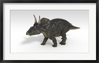 Framed Triceratops Dinosaur 3