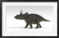 Triceratops Dinosaur 5 Framed Print