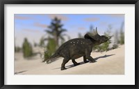 Framed Triceratops Dinosaur 8