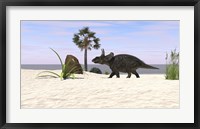 Framed Triceratops Walking along a Prehistoric Beach Landscape