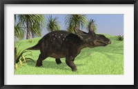 Framed Triceratops Walking in Open Field