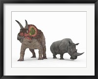 Framed adult Triceratops Compared to a modern adult White Rhinoceros