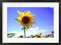 Framed Sunflower