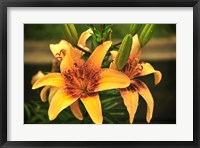 Lily Framed Print