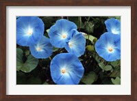 Framed Morning Glory