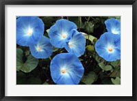 Morning Glory Framed Print