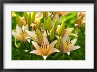 Lilies Framed Print