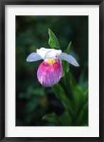 Framed Lady Slipper