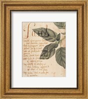 Framed Herb Study I