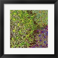 Profusion II Framed Print