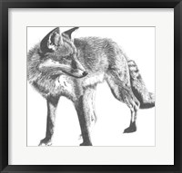 Wildlife Snapshot: Fox Framed Print