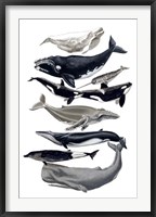 Whale Display I Framed Print