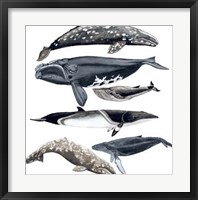 Whale Display II Framed Print