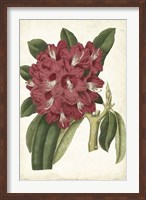 Framed Antique Rhododendron II