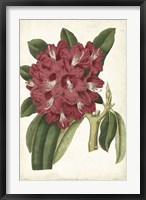 Framed Antique Rhododendron II