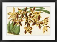 Framed Graceful Orchids I