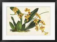 Graceful Orchids III Framed Print
