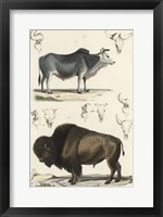 Framed Antique Cow & Bison Study