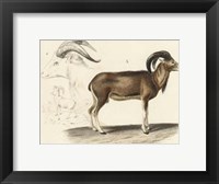 Framed Antique Antelope & Ram Study