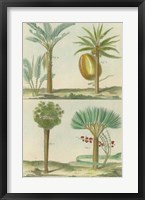 Histoire Naturelle Tropicals I Framed Print