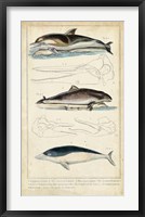 Framed Antique Whale & Dolphin Study II