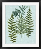 Framed Spa Ferns II