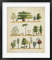Arbor Sampler I Framed Print