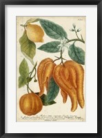 Framed Exotic Citrus I