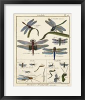 Histoire Naturelle Insects I Framed Print