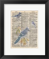 Framed Blue Jay