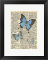 Framed Secret Butterfly I