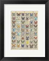 Secret Butterfly III Framed Print